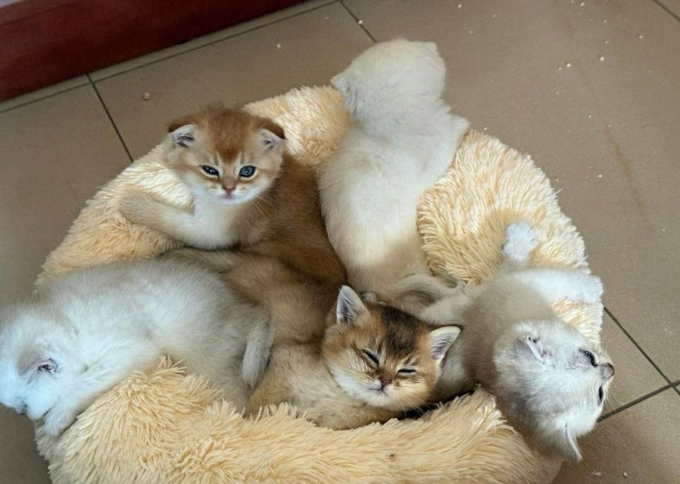 Серебристая и золотая шиншилла, котята.