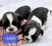 Shih tzu, piesek, szczeniak