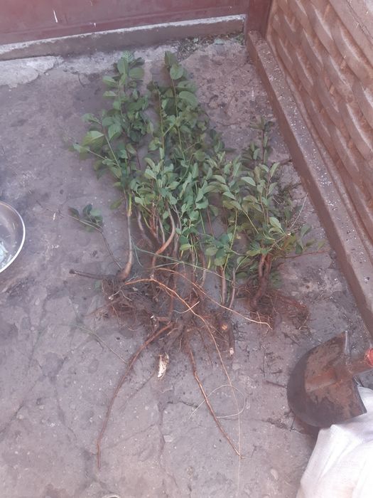 Продам саженцы сливы угорки 3-хлетки