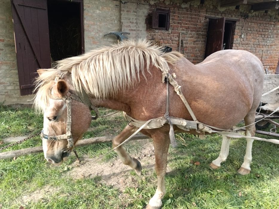 Продам кобилу 15 років,