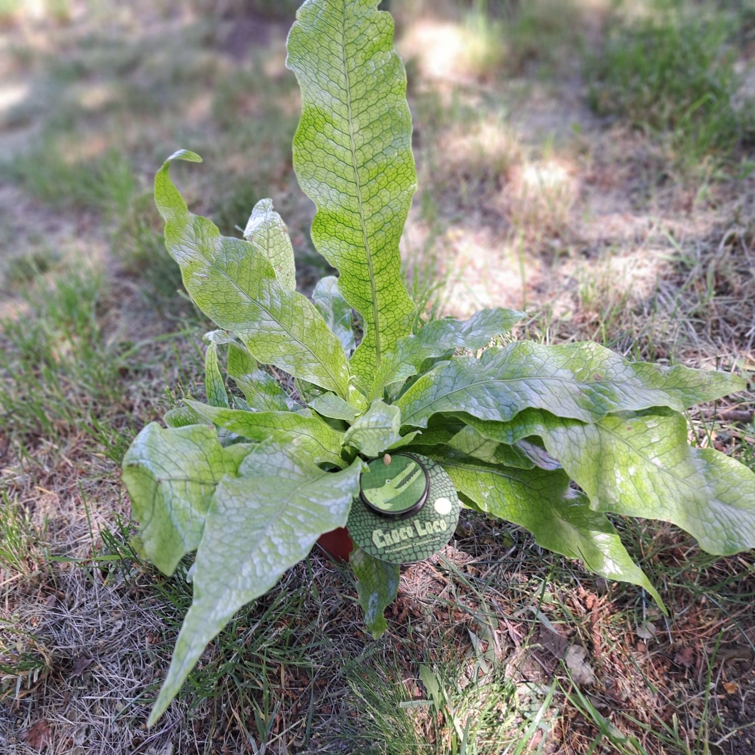 Папороть Microsorum Crocodillus