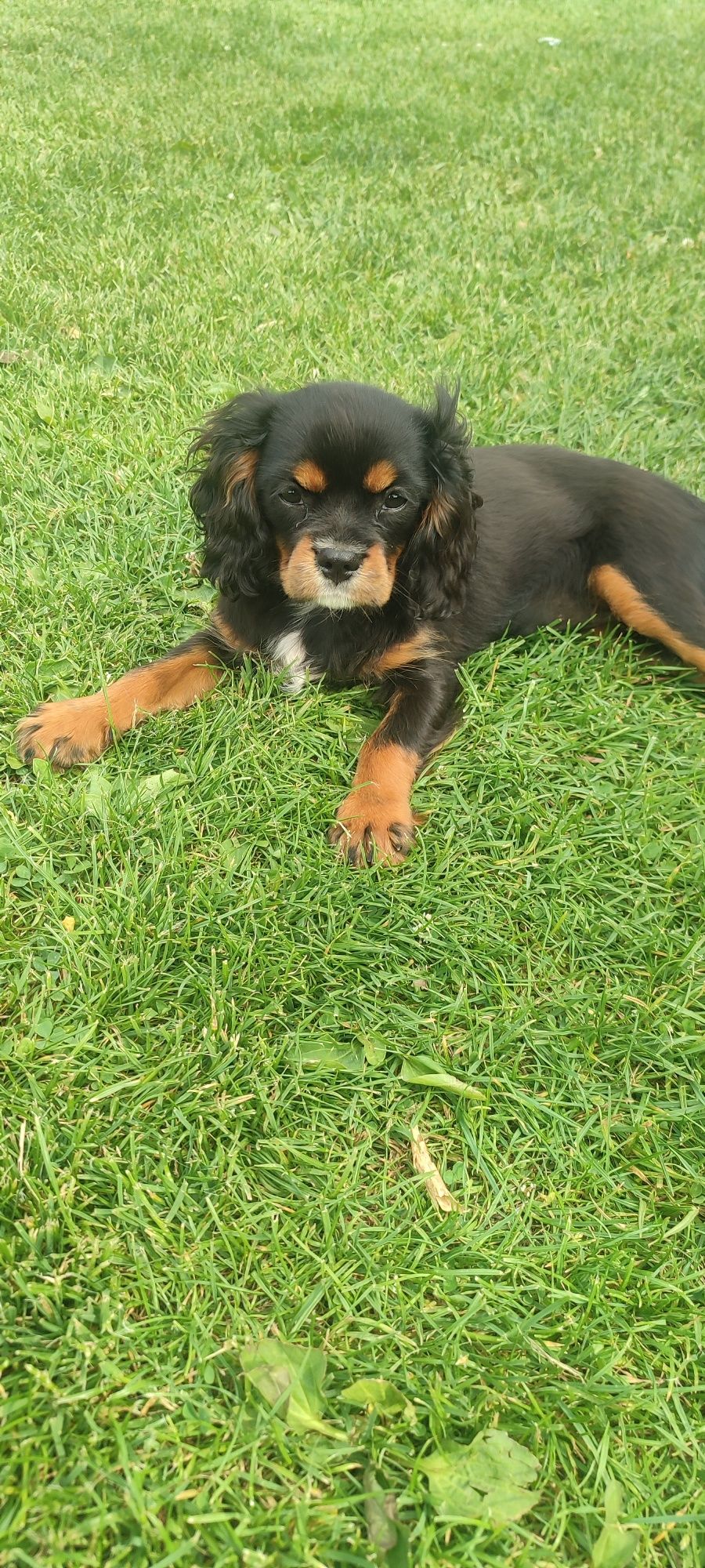 Cavalier King Charles Spaniel pies