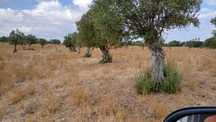Oliveiras centenárias