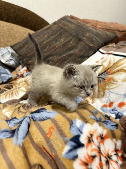 Відаю котика