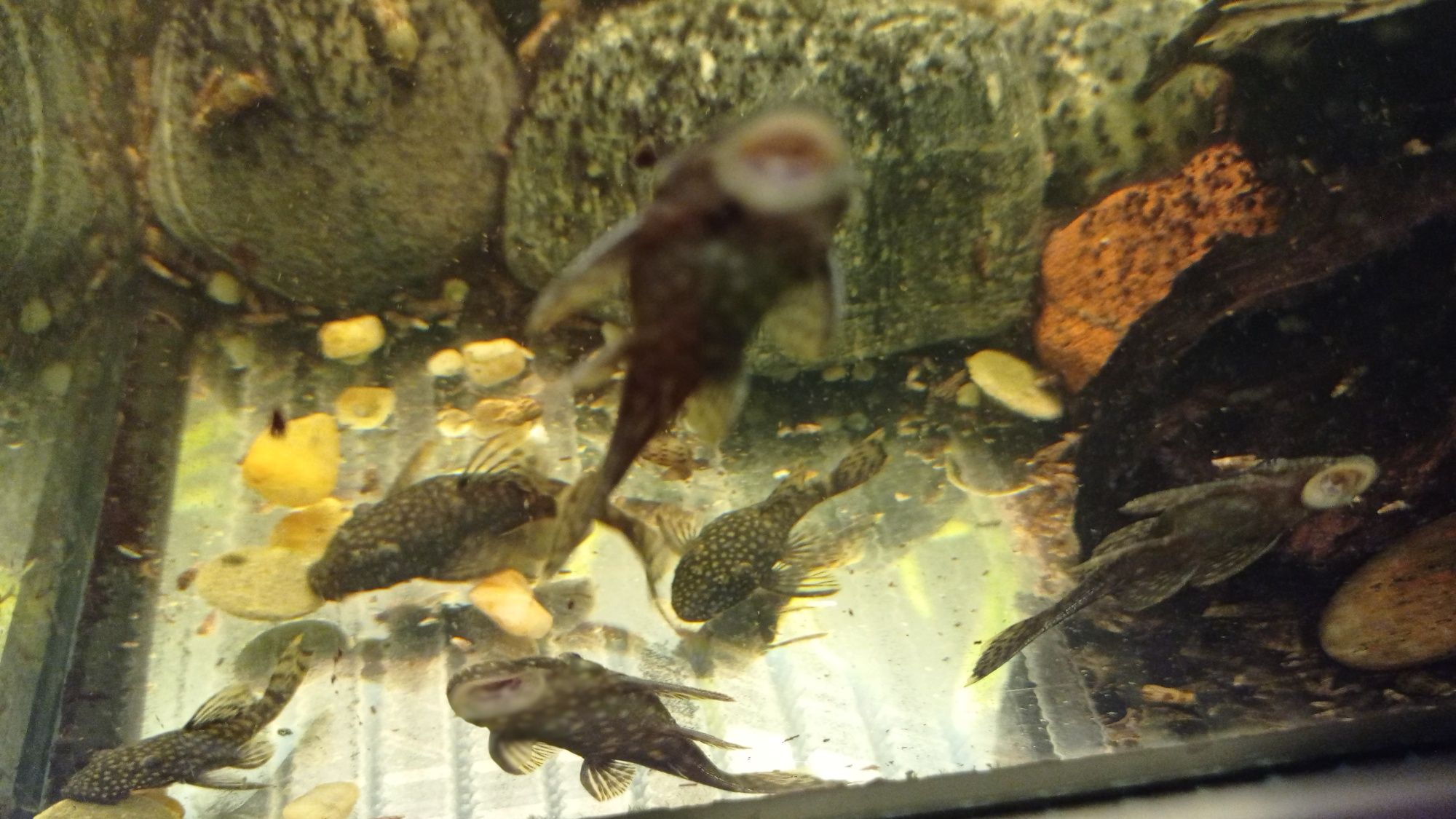 Glonojady ancistrus dolichopterus zbrojnik niebieski