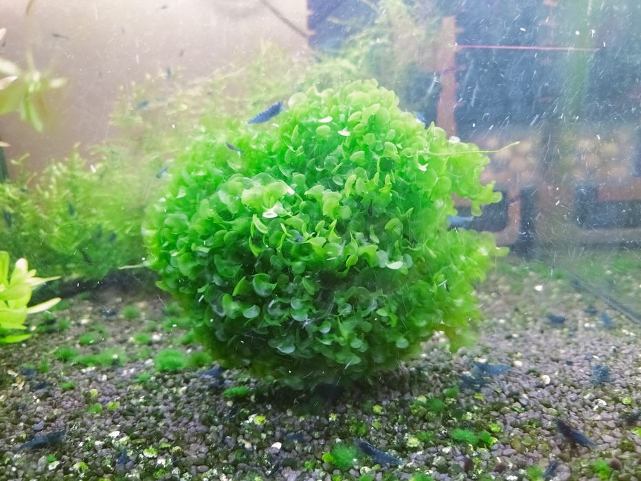 Wgłębka ,Pelia wątrobowiec, Bacopa caroliniana i Moczarka kanadyjska