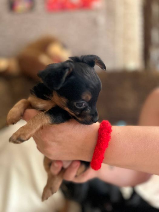 Продам породистих собачок.