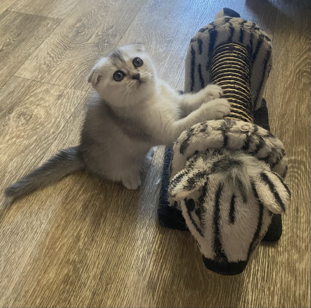 Продам шотландских котят