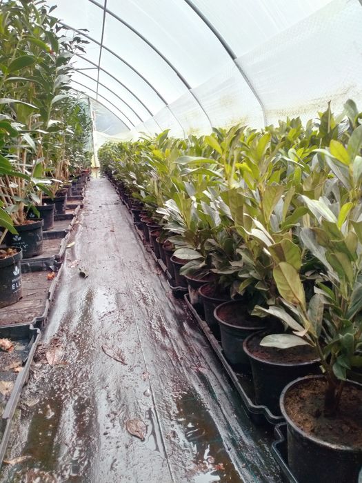 Laurowiśnia odmiana Elly