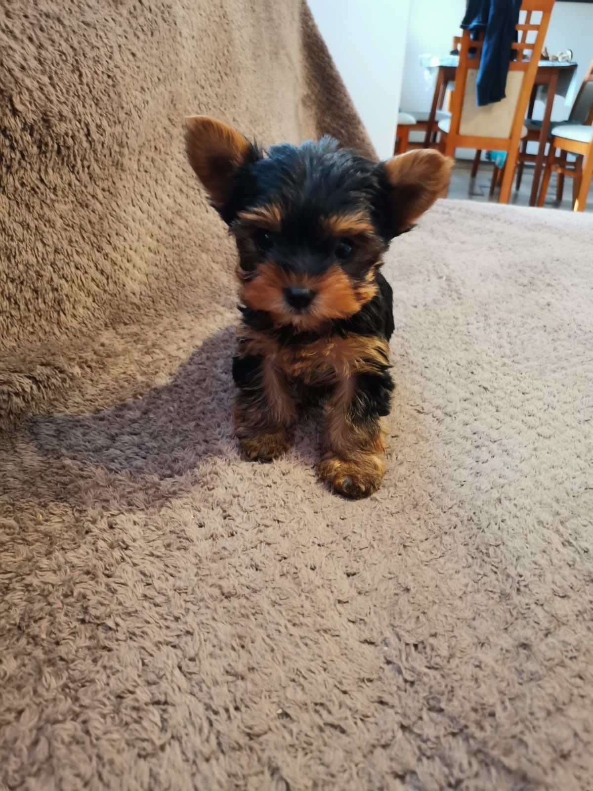 YORK Yorkshire terrier platynowy 2,5 mies chip rodowód paszport