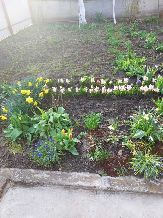 Гіацинти цибулини