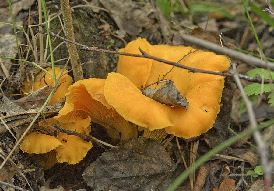 Мицелий лисички желтой - семена грибов-лисичек для выращивания дома