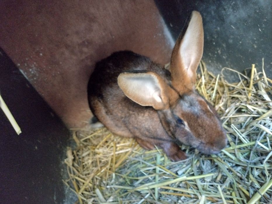 Zajęczak mahoniowy samica zakocona