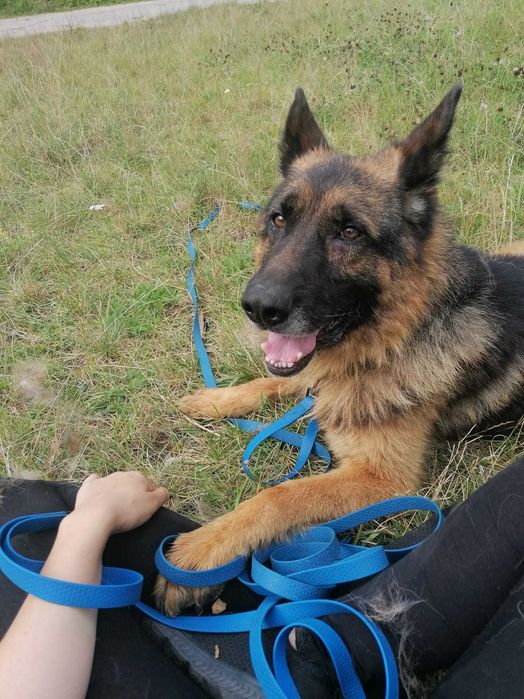 Cudowny Zorro szuka kochającego domu! W typie owczarka niemieckiego!