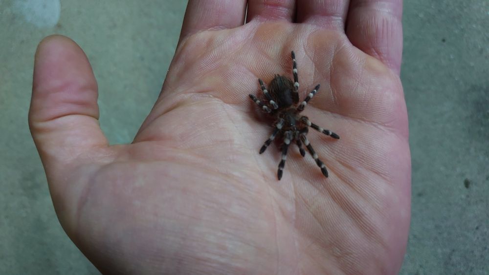 Acanthoscurria Geniculata L8 samce ~3,5DC ptasznik pająk