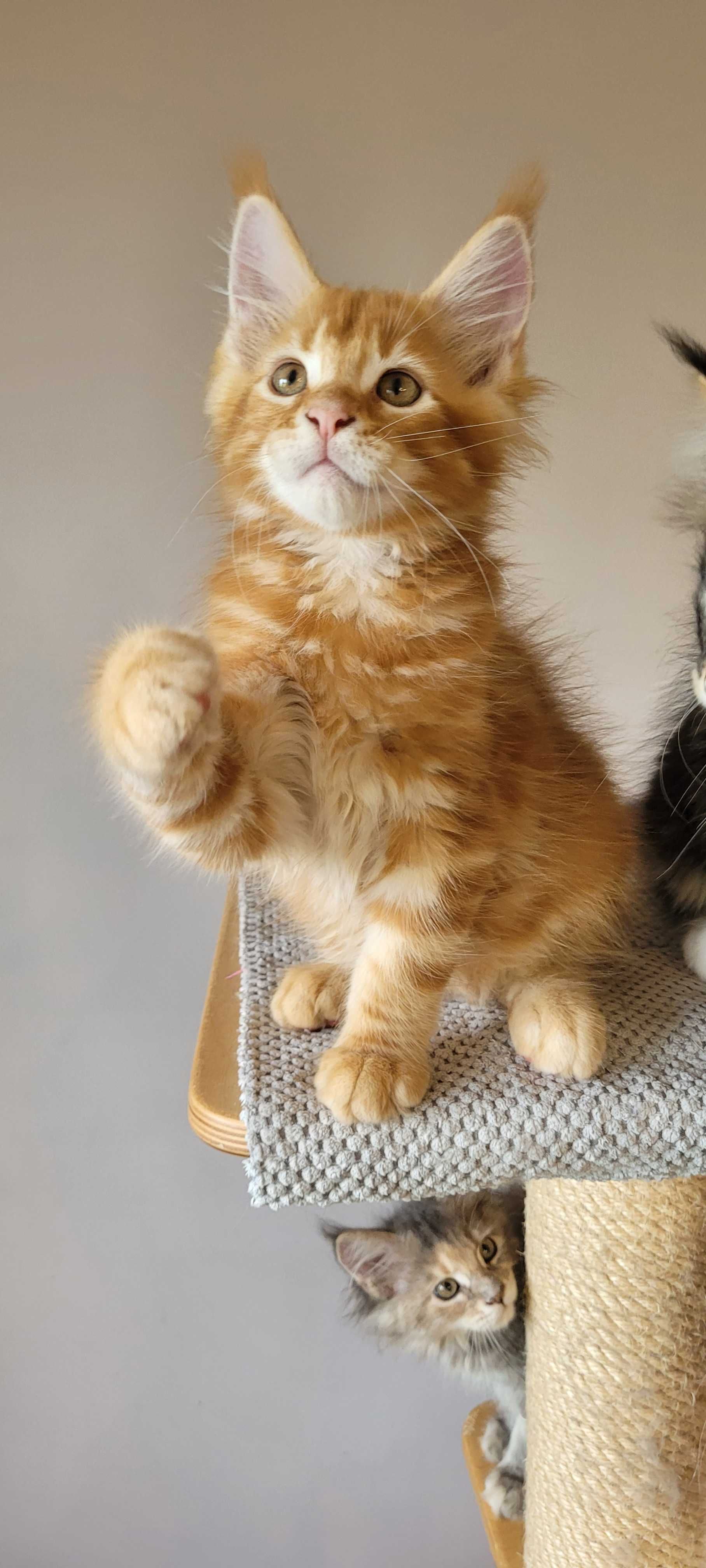 Sprzedam kocurka Maine Coon z legalnej hodowli