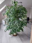 Fikus Benjamina 170 cm