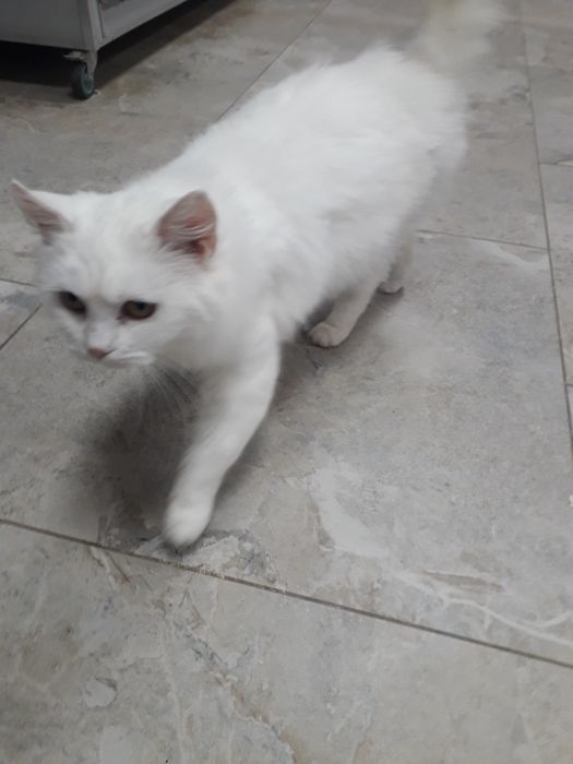 Віддаю в добрі руки