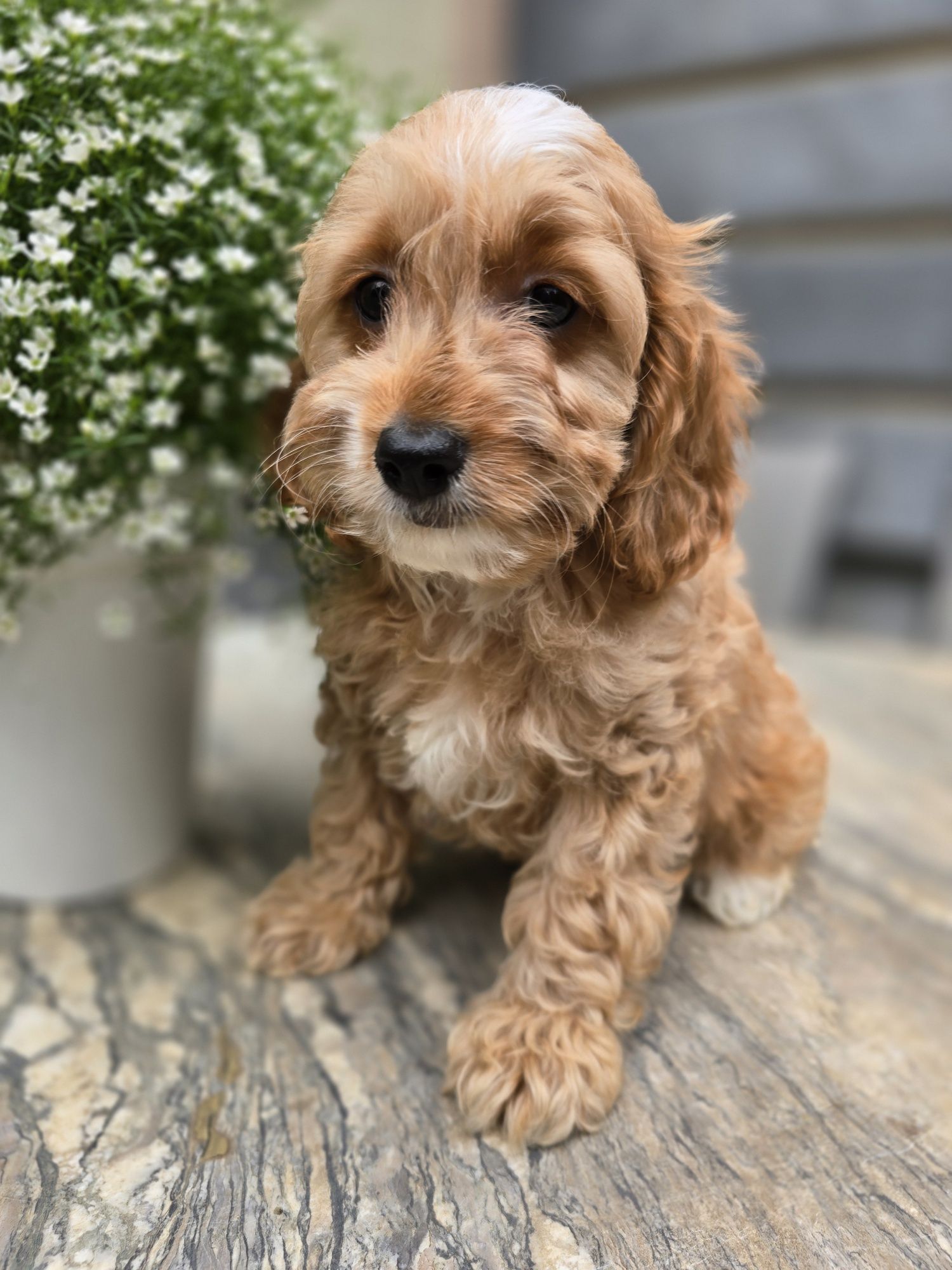 Cockapoo / chłopczyk / Cocker spaniel