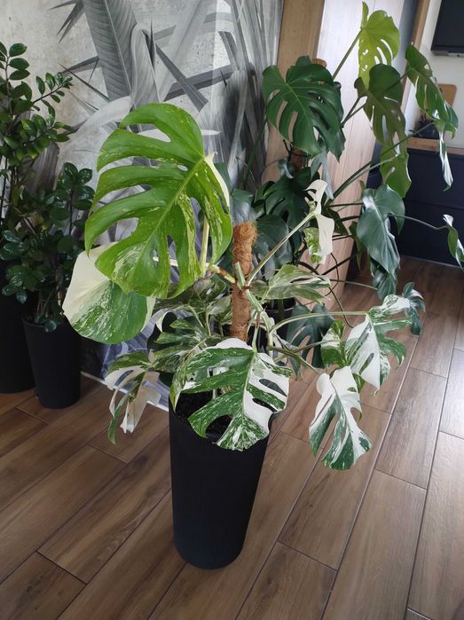 Monstera variegata duża okazja