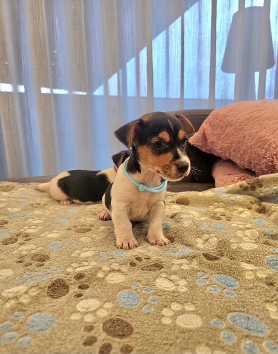 Jack Russell menina