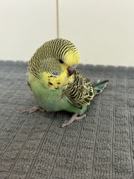 Periquito inglês domesticado
