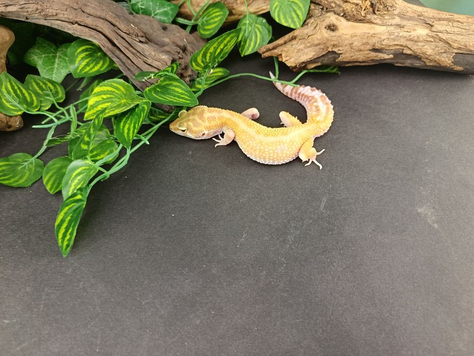 Gekon Lamparci Tremper Tangerine  nr ref. EM245