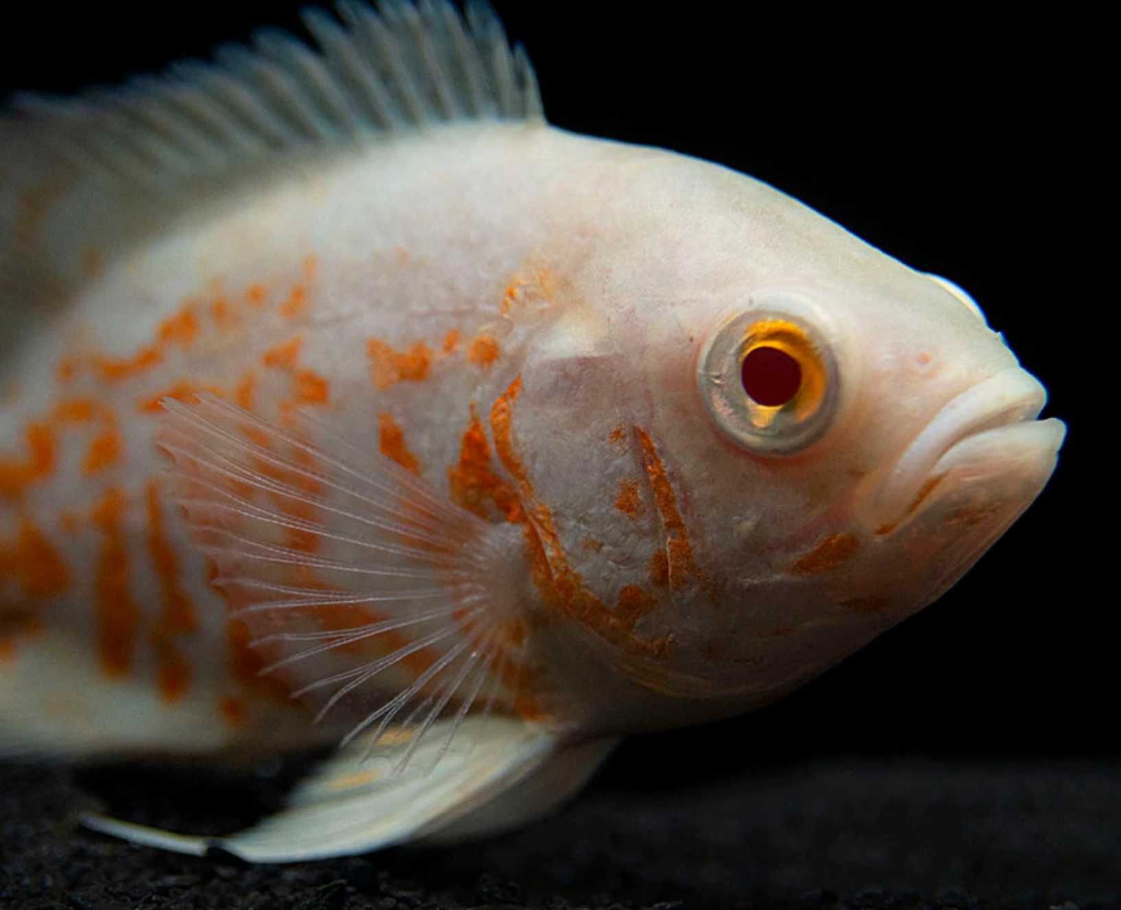 Pielęgnica pawiooka odmiana RED TIGER ALBINO - Astronotus - dowóz