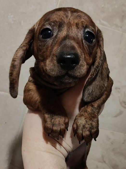 Мініатюрні тигрові цуценята такси з родовідом