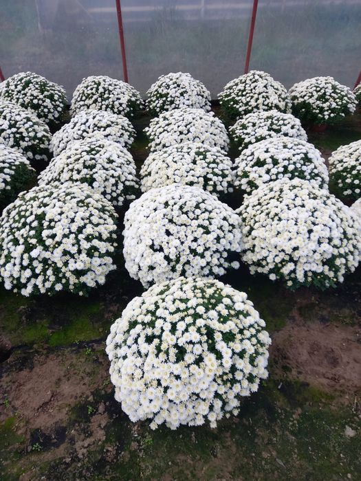 Chryzantema trój kolor