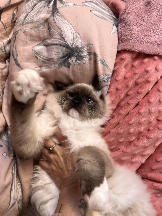 Ragdoll puchaty kocur/spokony/miziak bad genetyczne/ prawdziwy rodowod