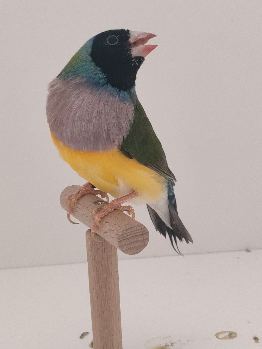 Últimos diamantes gould