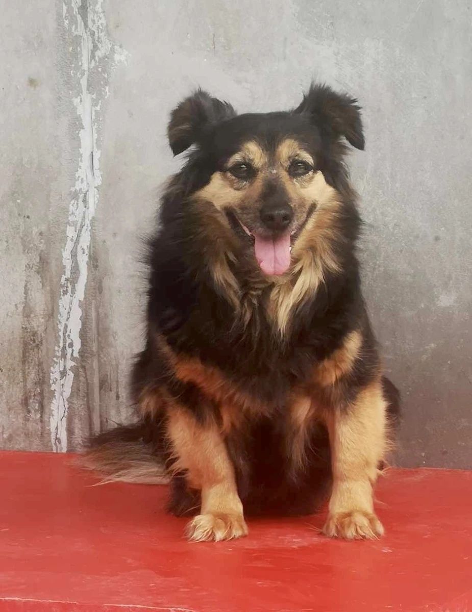 Suczka Misia do adopcji!