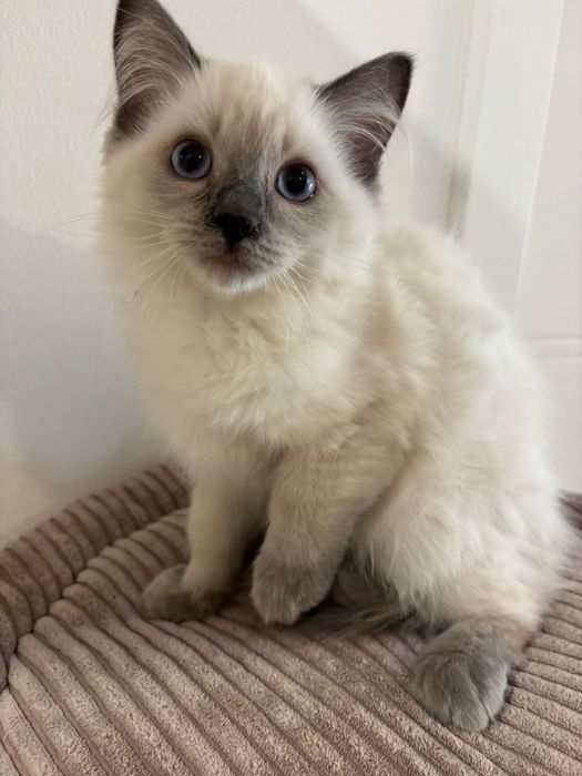 Ragdoll Felinoterapia Piękny Kot FIFE FPL