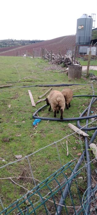 Vende-se casal de borregos Suffolk