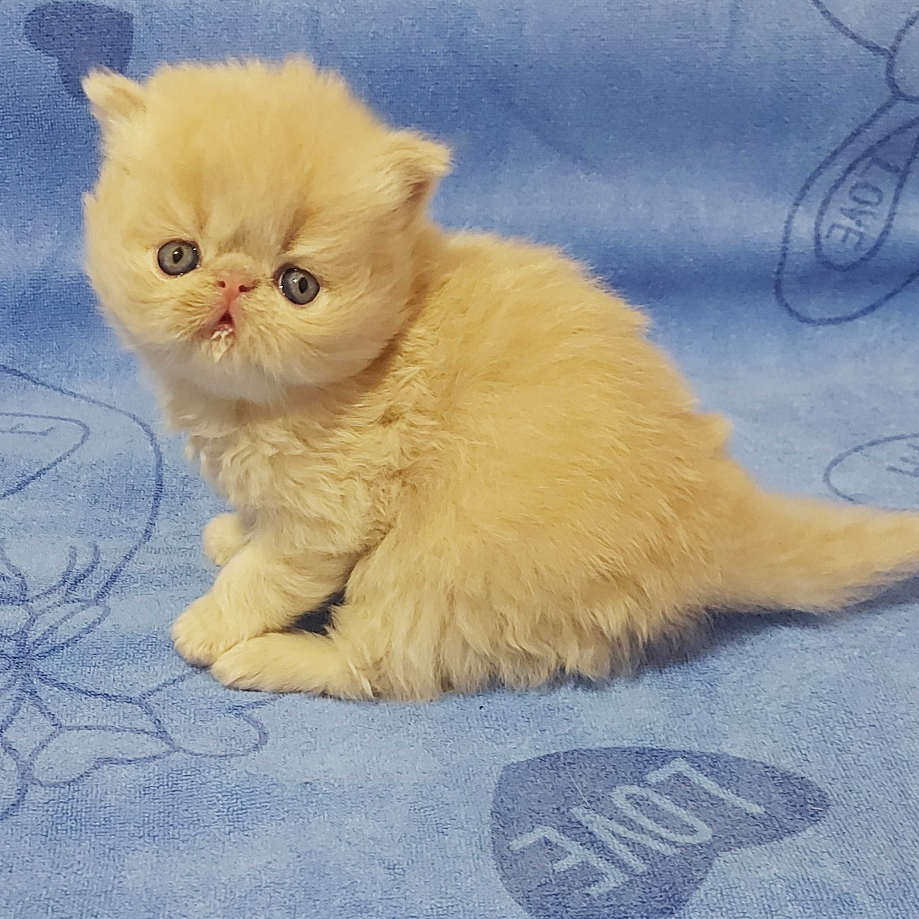 Персидские котята малыши