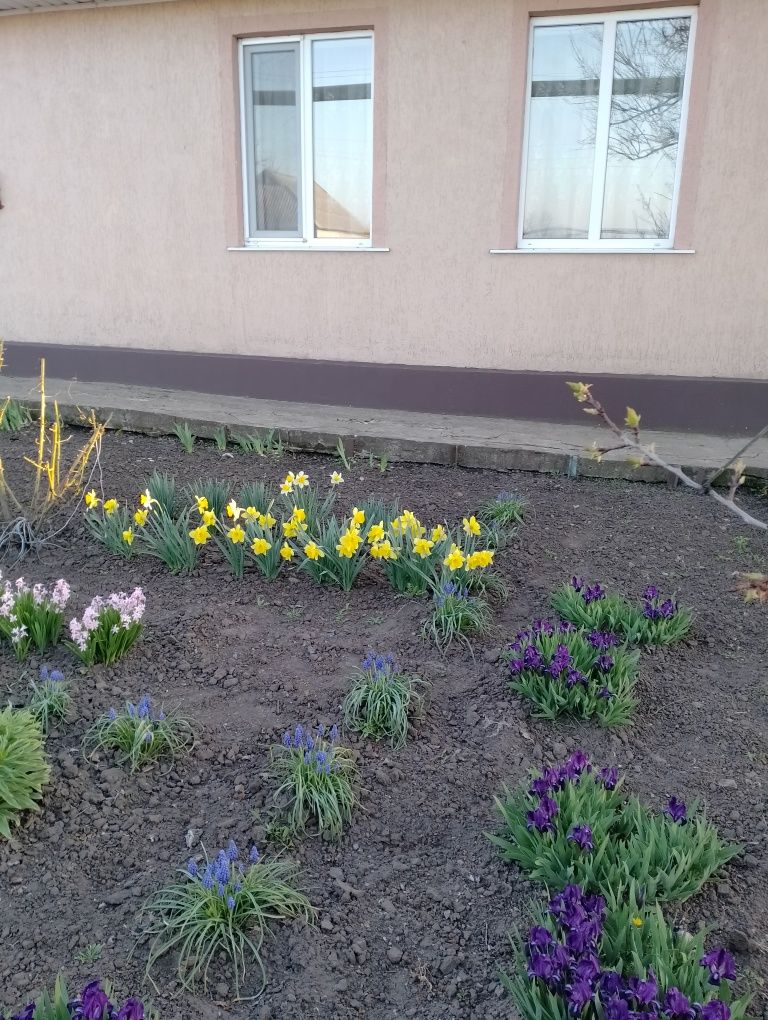 Продается дом село Недайвода