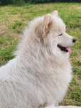 Samoyed szczeniak