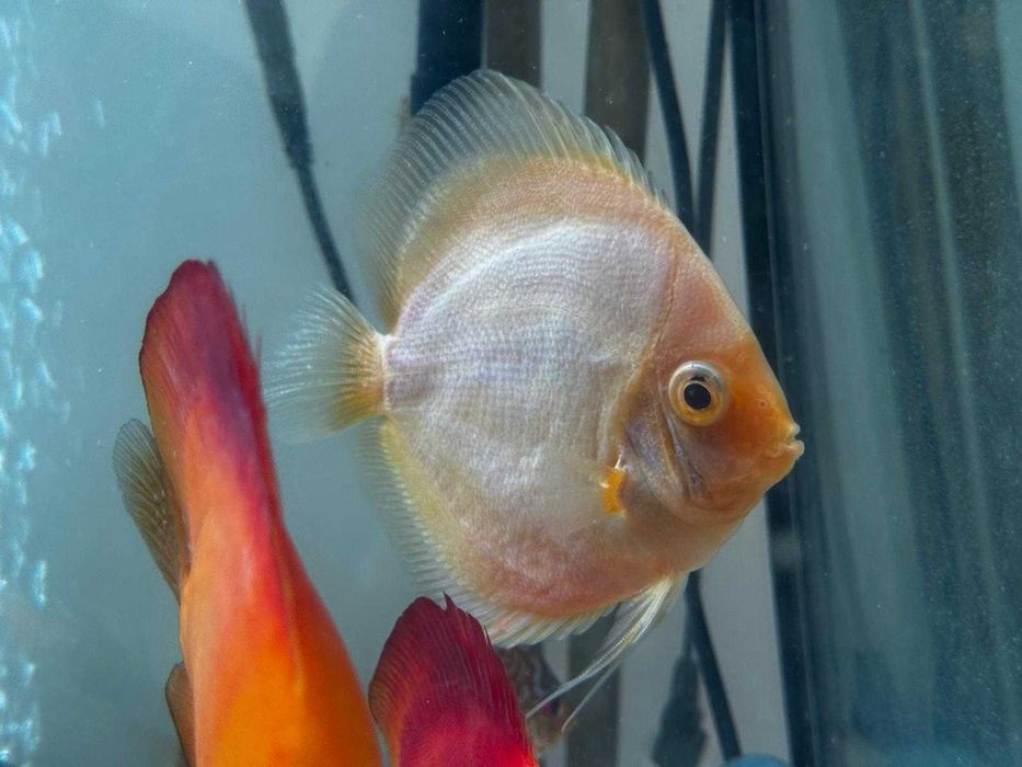Discus Snow White 12-14cm
