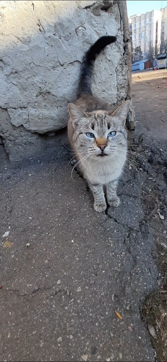 Тайская голубоглазая кошечка даром