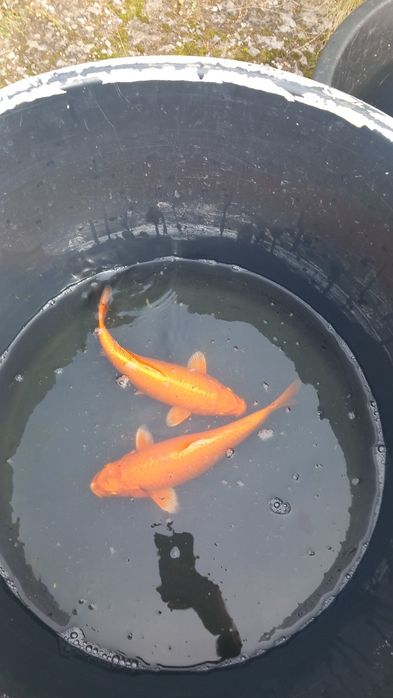 Коропи кої карп коі