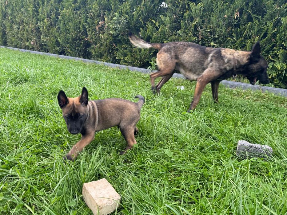 Szczeniak Owczarek Belgijski Malinois FCI