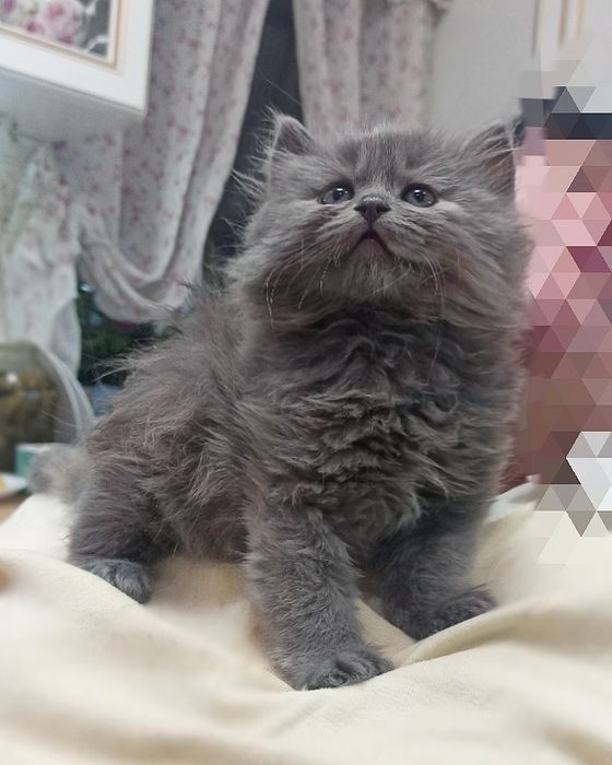 Кошечка  шотландская хайленд  страйт