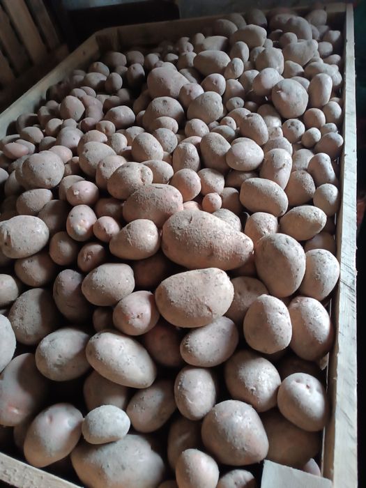 Ziemniaki jadalne Soraya