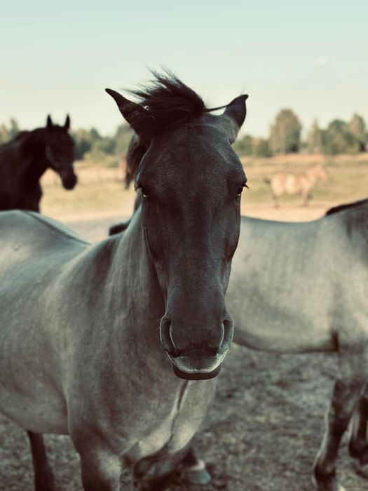 Konik polski klacze z próbą dzielności