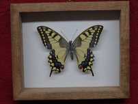 Motyl w ramce 10 x 12 cm . Paź królowej - Papilio machaon .