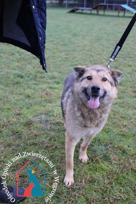 Rin-bardzo przyjazny, kochany piesek szuka domu! Adoptuj!