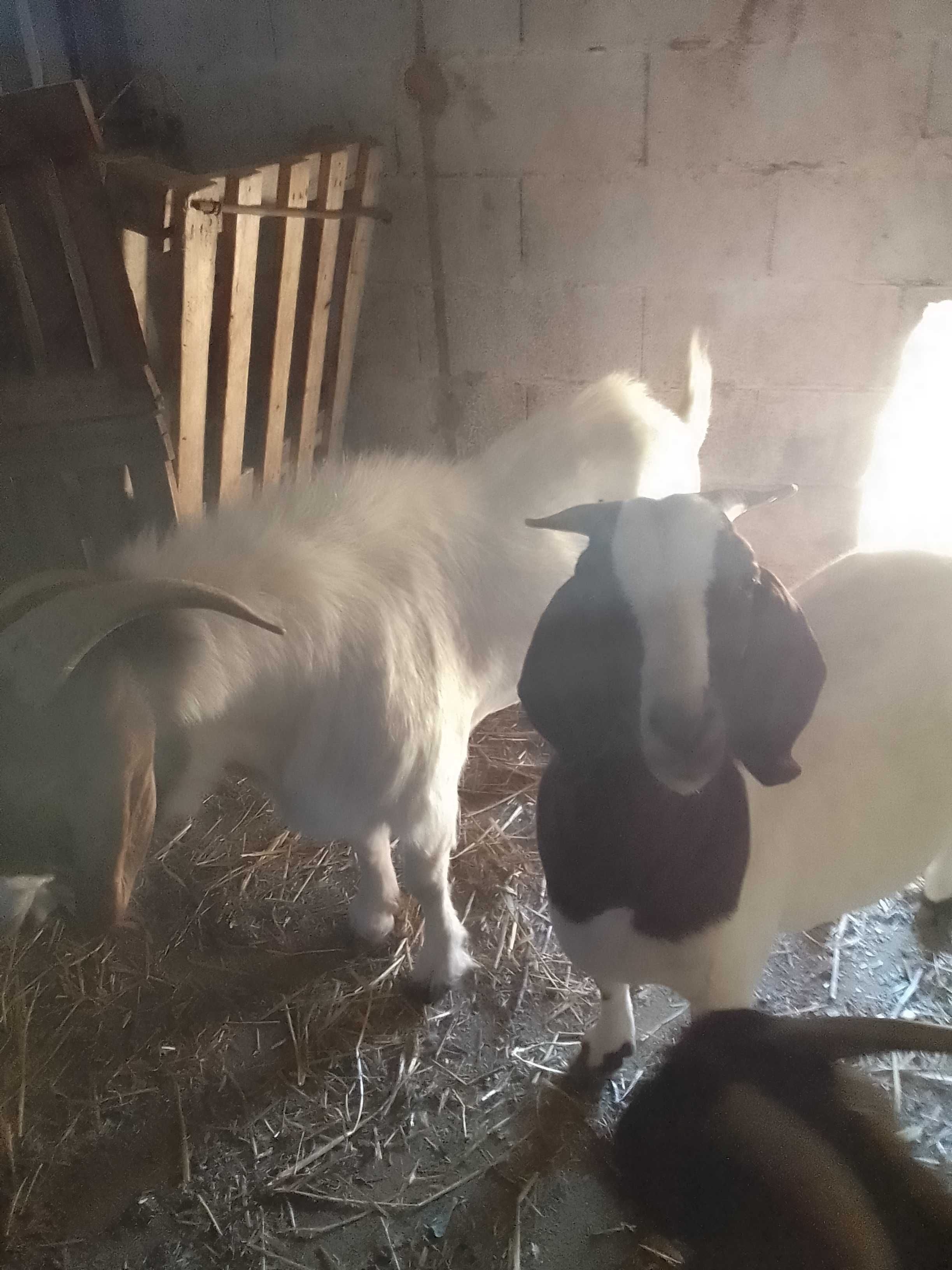 Cabras e Bode Boer