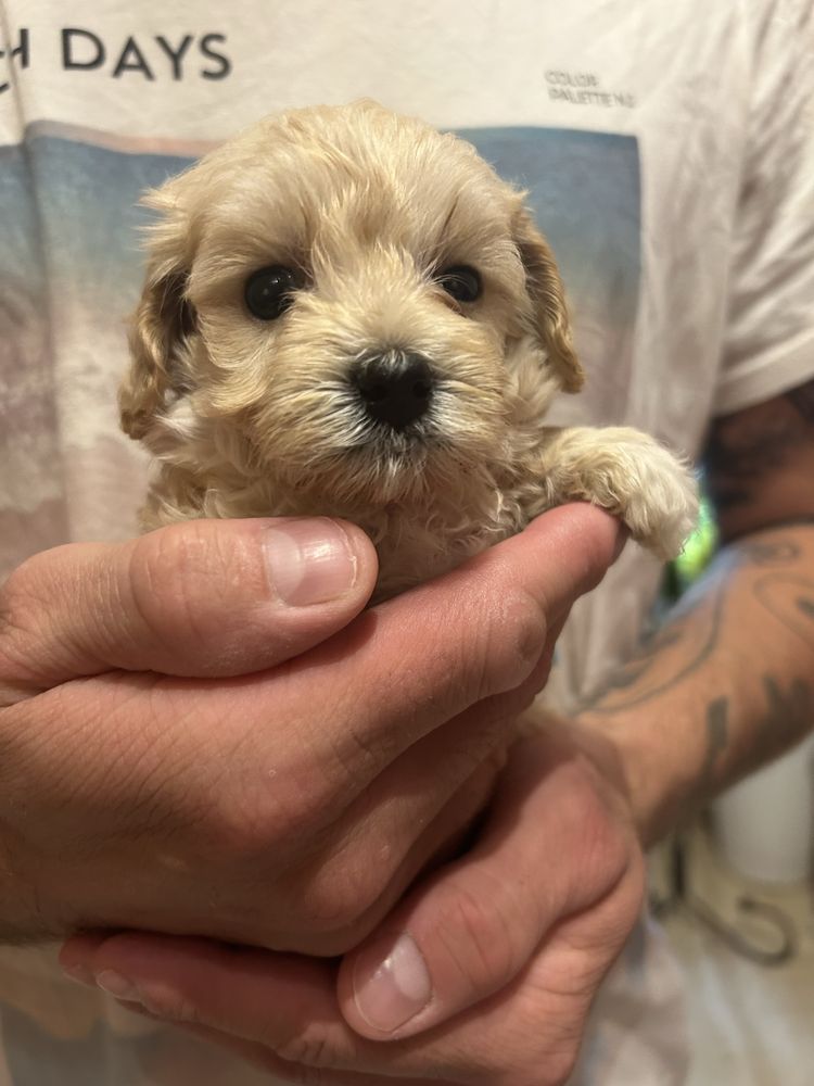 Piesek maltipoo F1