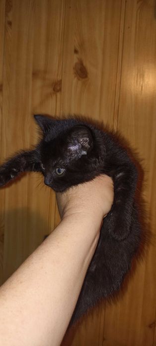 Кошенятко в добрі руки, хлопчик